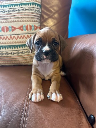 Boxer puppies for sale!