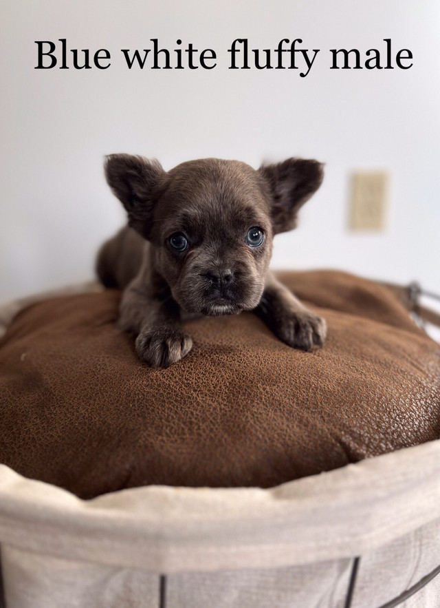 AKC registered fluffy and non fluffy French bulldog puppies