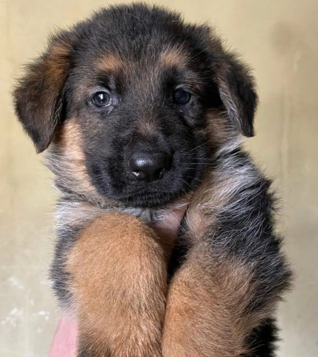 German Shepherd Puppy need home
