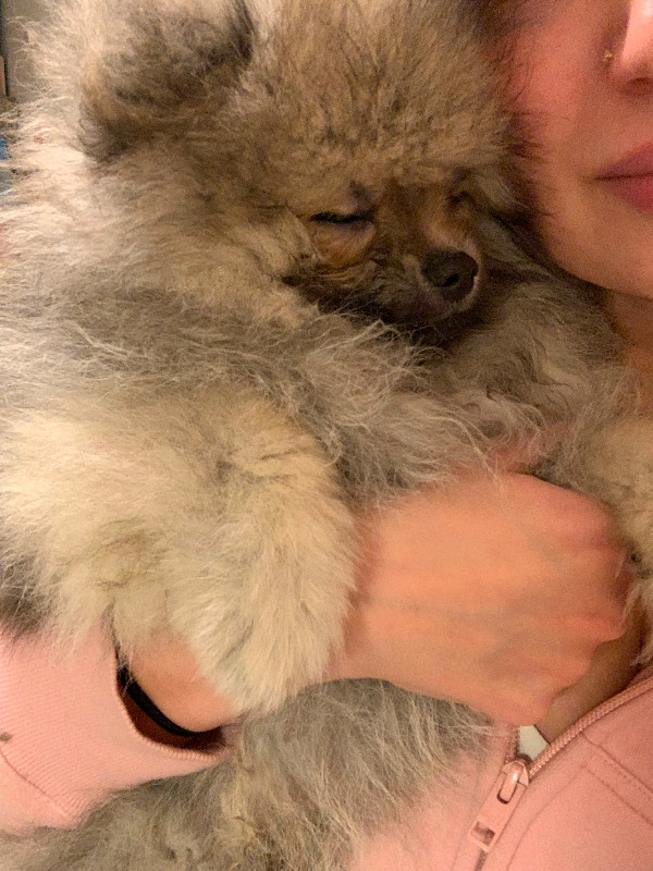 Pomeranian Puppy (PUREBRED) looking for a home