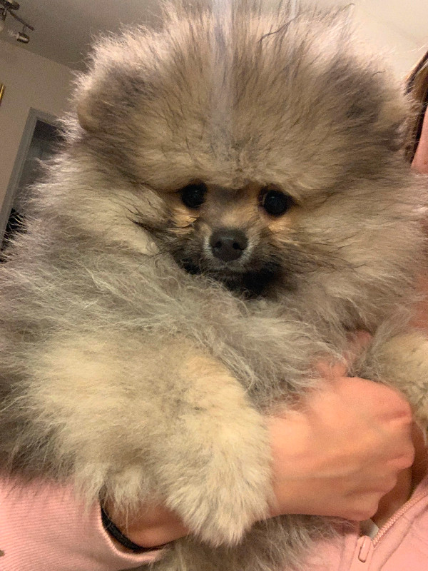 Pomeranian Puppy (PUREBRED) looking for a home