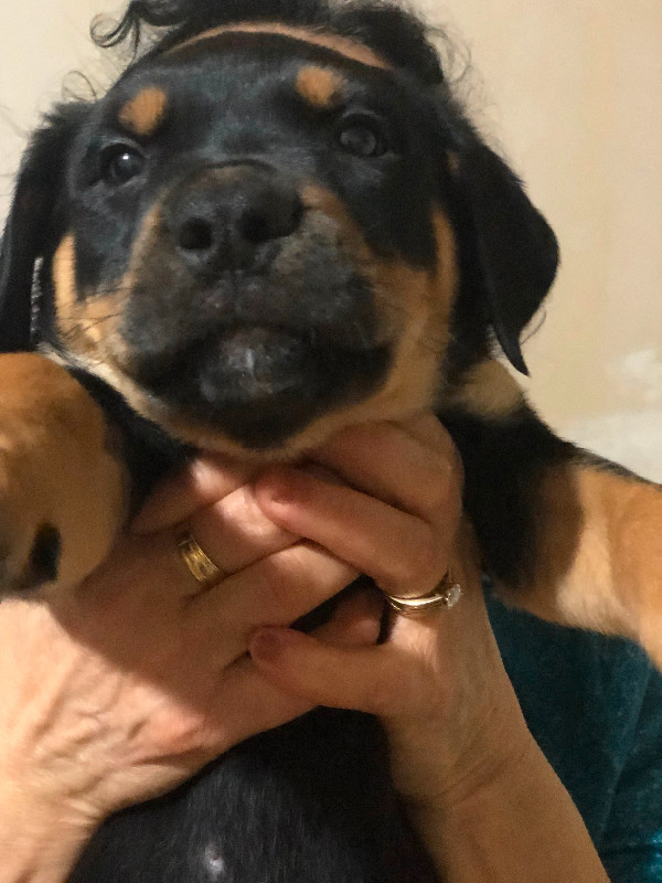 Pure German Rottweiler puppies for sale