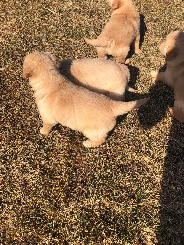 Beautiful Purebred Golden Retriever Puppies
