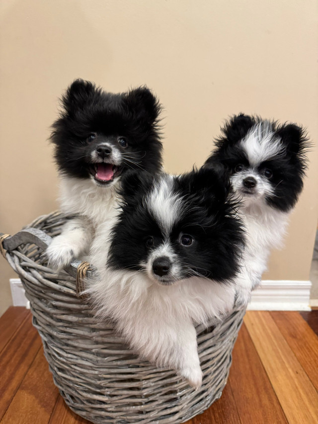 Pure breed Pomeranian Puppies