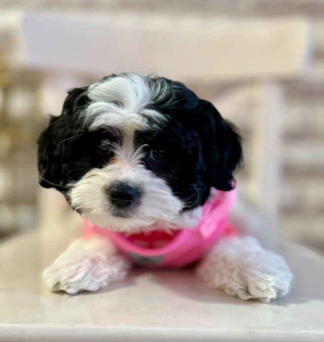 3 and a half month old shih poo