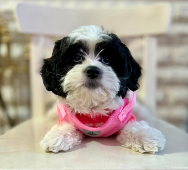 3 and a half month old shih poo