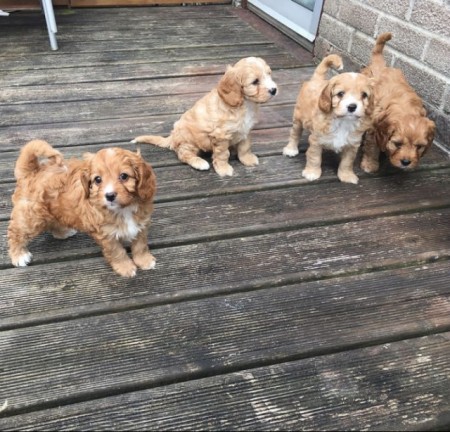 CKC MALE and FEMALE CAVAPOO PUPPIES