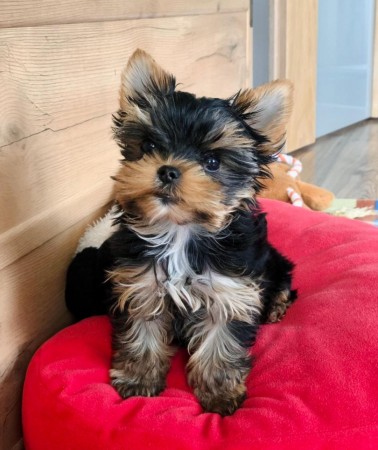 CKC MALE and FEMALE YORKSHIRE TERRIER PUPPIES