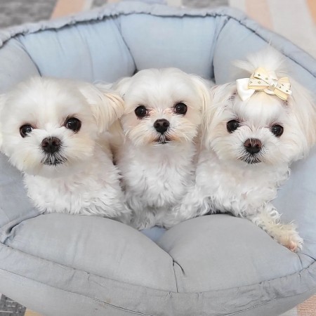 CKC MALE and FEMALE MALTESE PUPPIES