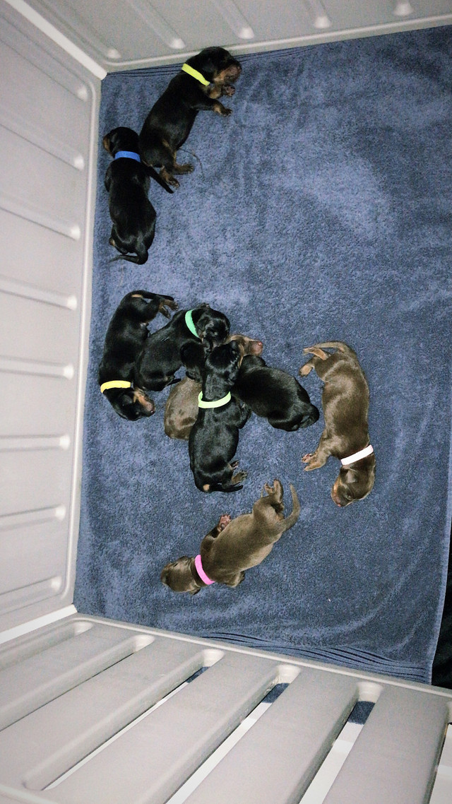 8 Beautiful puppies Ready To Go Home