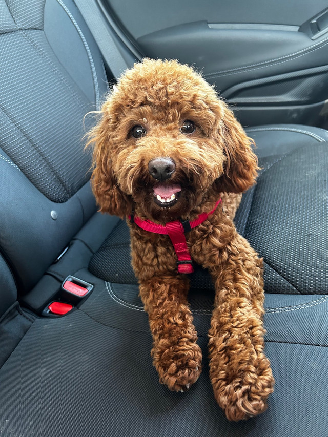Red Toy Poodle Puppy for Rehome