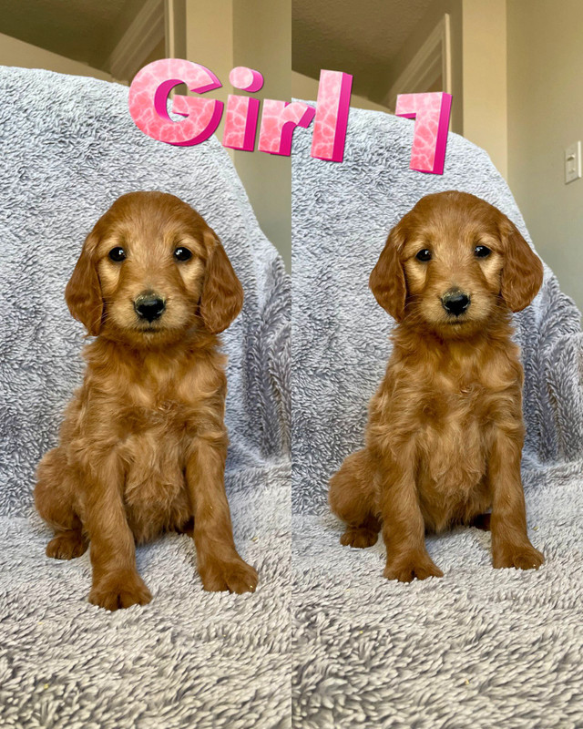 Miniature F1B Goldendoodle Puppies! 3 boys and 3 girls available