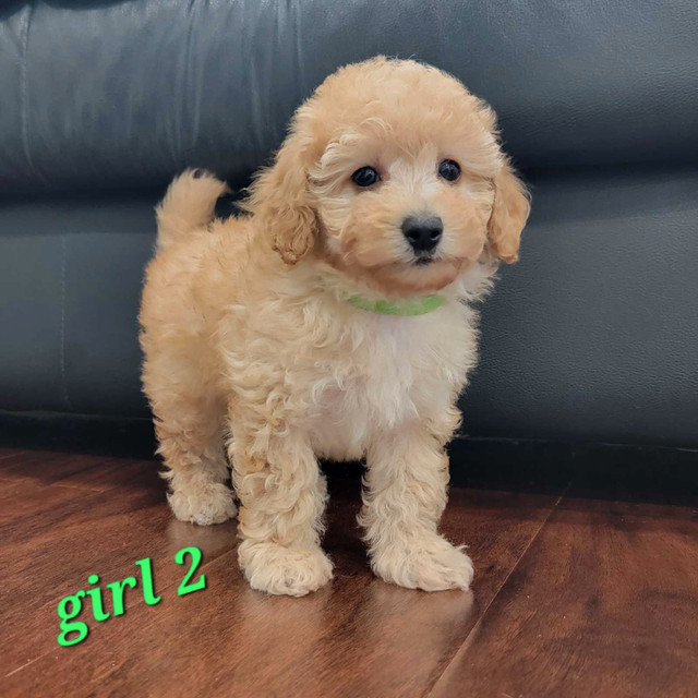 Beautiful Toy/Miniature Poodle Puppies