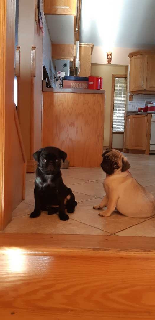 Pure bred Pug puppies