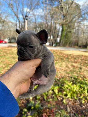 Trained French Bulldog pups