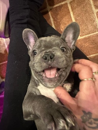 Chosen French Bulldog puppies available