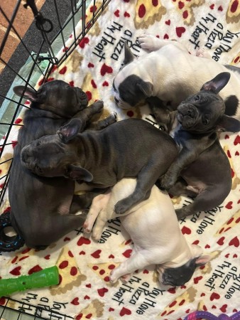 Awesome French Bulldog puppies