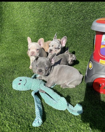 Celebrating French Bulldog puppies available now