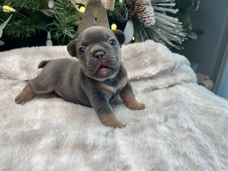 Peace-full and kind French Bulldog puppies