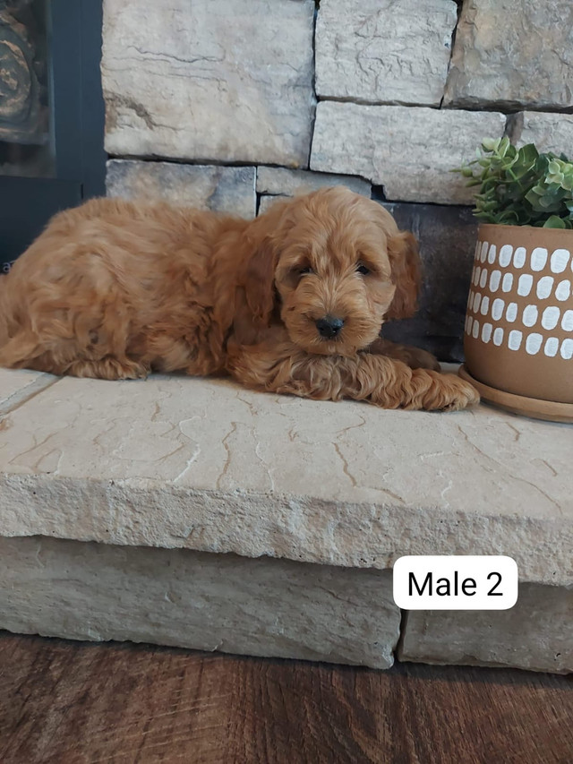 The Cutest Cockapoo Puppies for sale