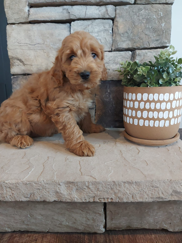 The Cutest Cockapoo Puppies for sale