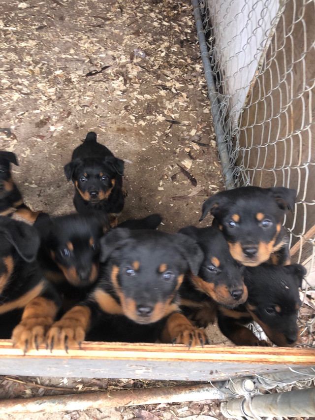 Pure bred, American Rottweiler puppies Barrie Ont