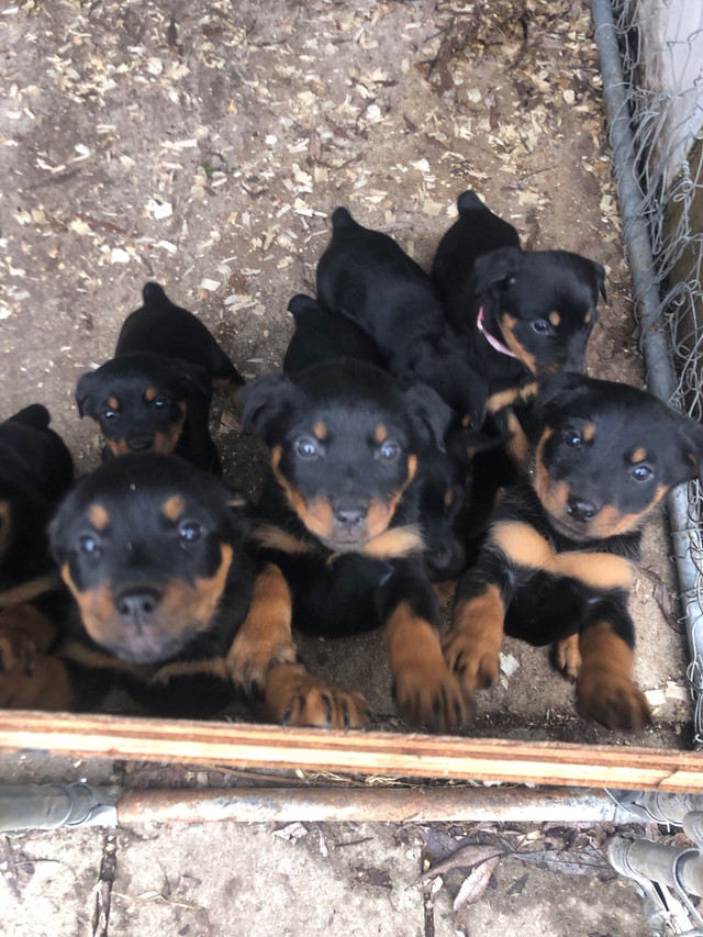 Pure bred, American Rottweiler puppies Barrie Ont