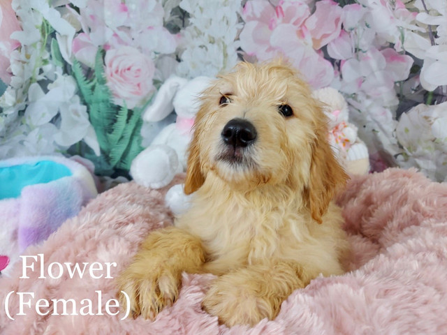 5 Golden Doodle Puppies Ready To Go