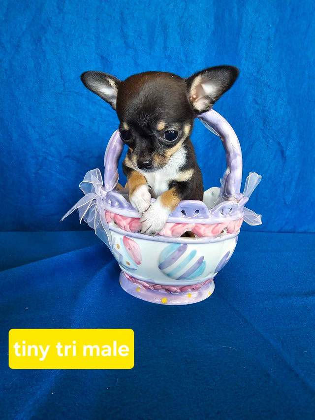 Adorable chihuahua puppies are ready to go