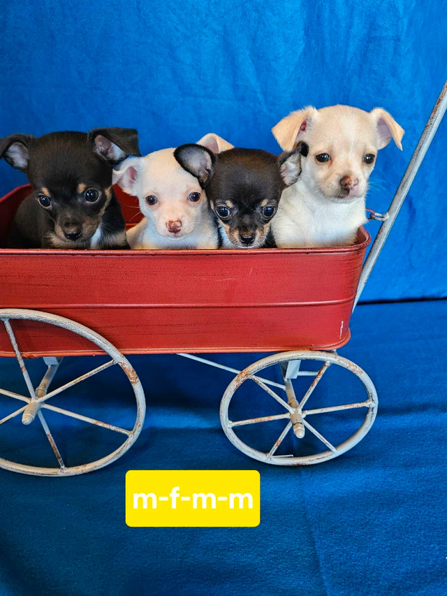 Adorable chihuahua puppies are ready to go