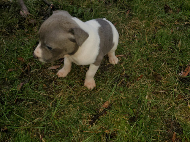Reserve Now! PREMIER RAT TERRIER PUPPIES - AVAILABLE TO GO SOON