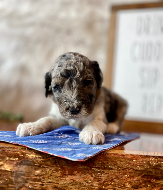 Beautiful UKC Registered Standard Poodle Puppies