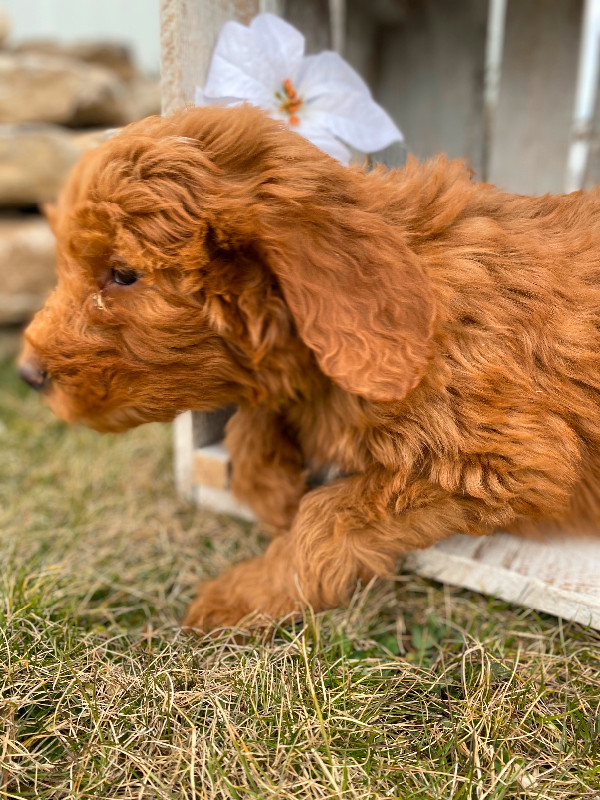 Red Goldendoodle Puppies!!