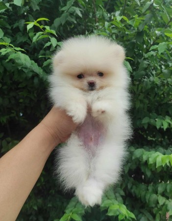 weryn Teacup Pomeranian puppies Available.