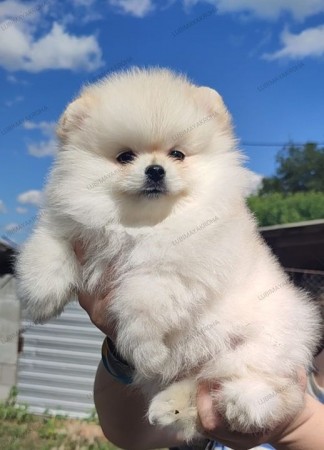 Akc Registered Pomeranian Puppies For Adoption