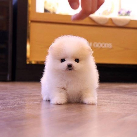 ADORABLE PUREBRED POMERANIAN PUPPIES READY TO GO