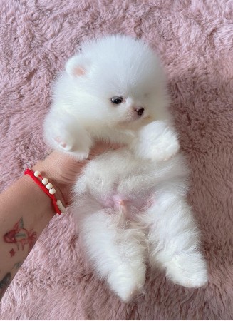 Excellence lovely Male and Female Pomeranian Puppies for adoption .... Abbotsford