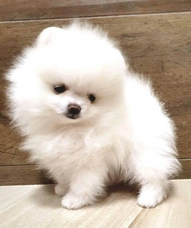Pomerania Puppies males and Females.