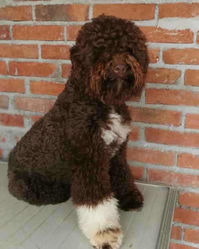 Lagotto Romagnolo, reservation puppies