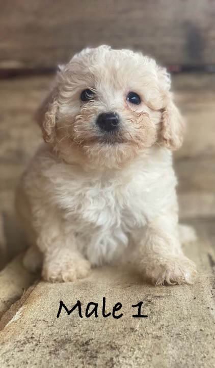F1B non shedding Bichonpoo puppies (Delivery Available)