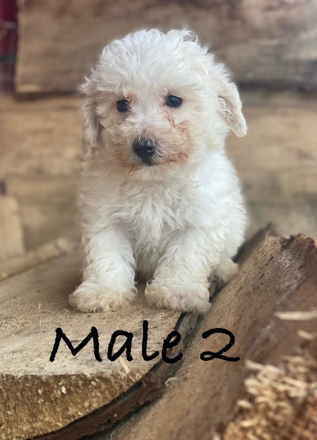 F1B non shedding Bichonpoo puppies (Delivery Available)