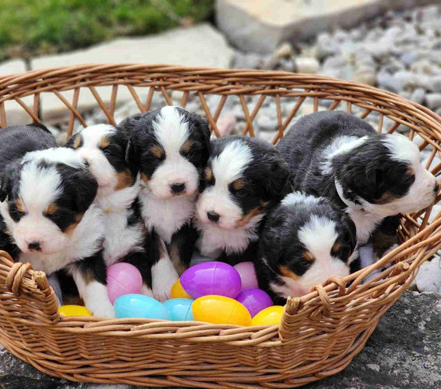Bernese Mountain Puppies For Sale!!