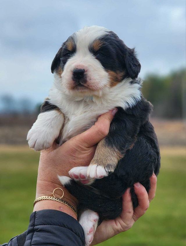 Bernese Mountain Puppies For Sale!!