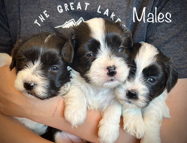 Purebred Havanese Puppies Available
