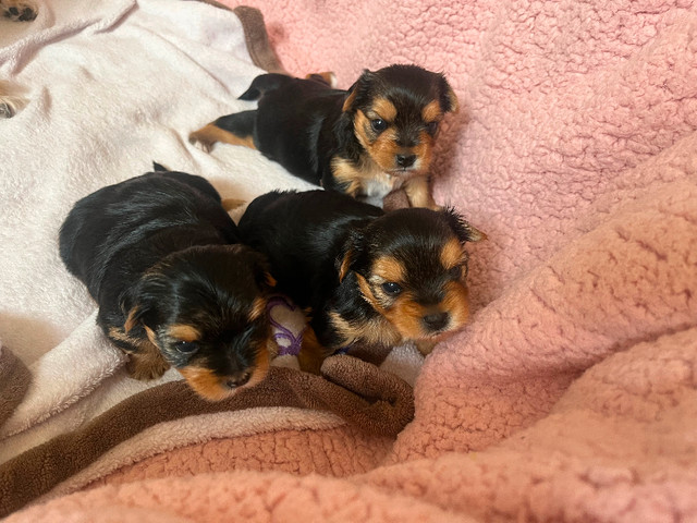 TOY SIZE YORKIE PUPPIES
