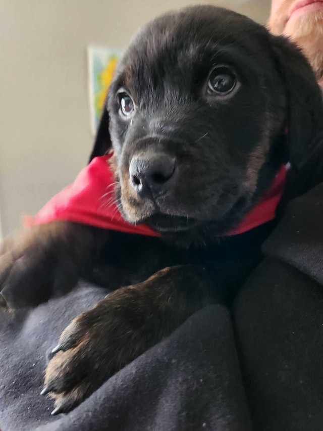Rottweiler black lab puppies for sale $500