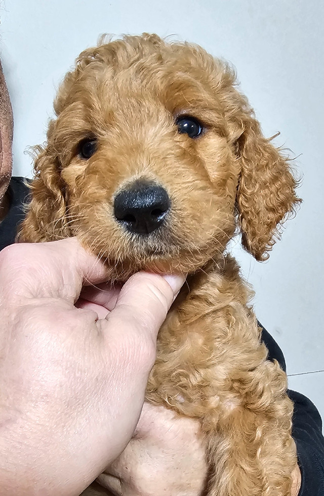 F1b goldendoodle puppies for sale