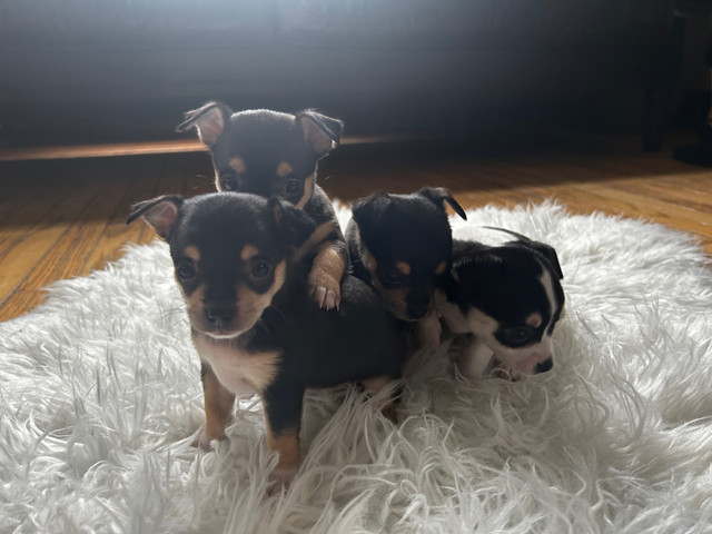 Chihuahuas puppies