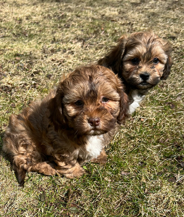 Stunning Shih-Poo Puppies - 4 Males Available