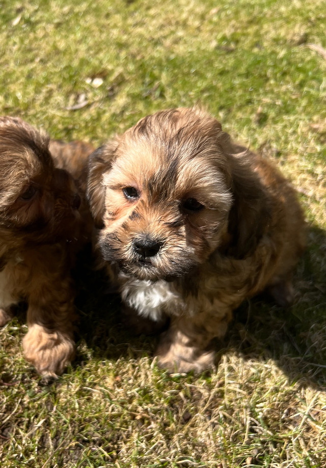 Stunning Shih-Poo Puppies - 4 Males Available